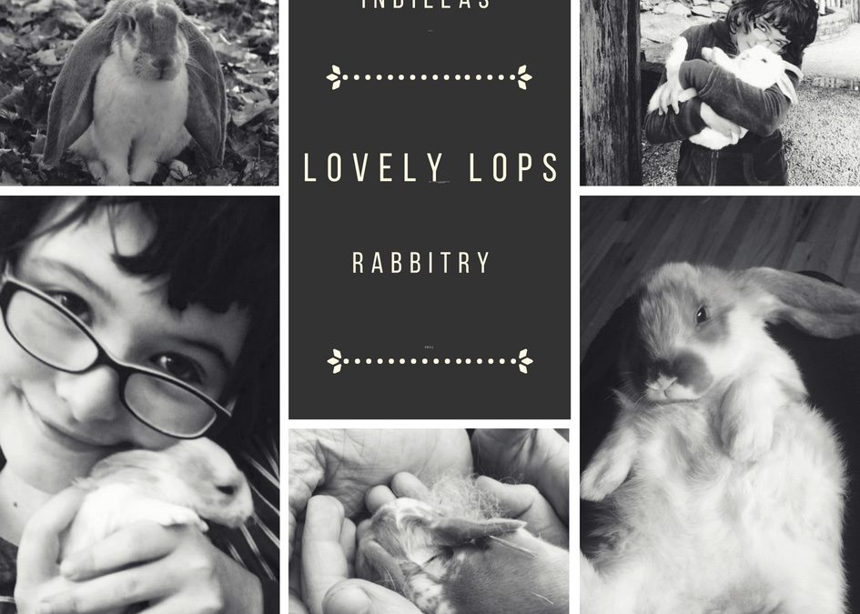 Lovely Lops Rabbitry